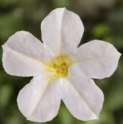 Petunia, Itsy White