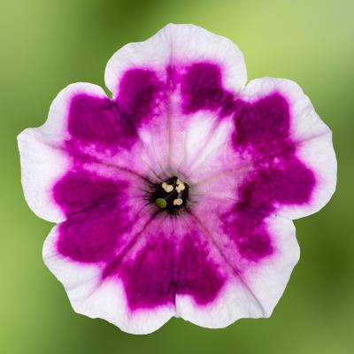 Petunia, Painted Love Purple