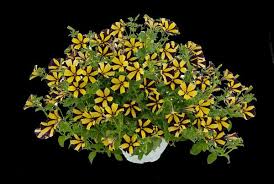 Petunia, Ray Sunflower