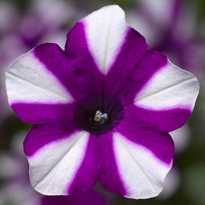 Petunia, Shortcake Blueberry