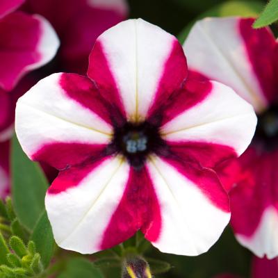 Petunia, Shortcake Raspberry