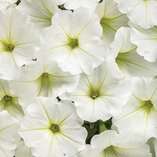 Petunia, Supetunia Vista Snowdirft