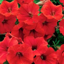 Petunia, Surfinia Deep Red