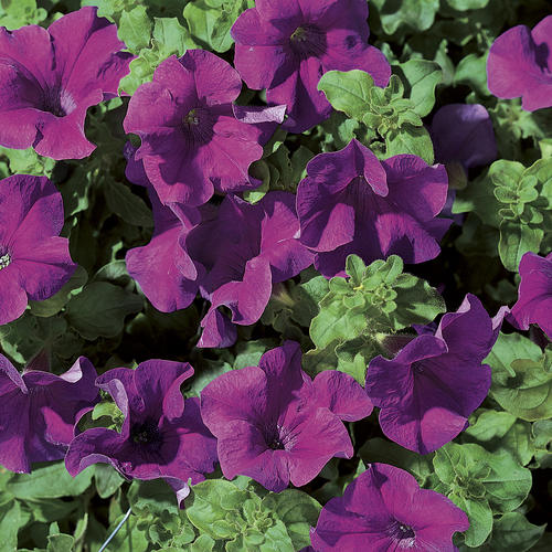 Petunia, Surfinia Giant Blue