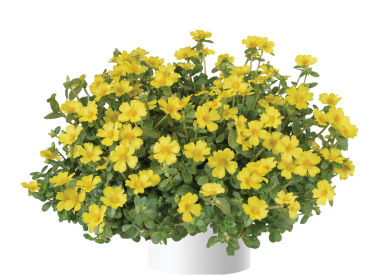 Portulaca, Pazzaz Nano Yellow