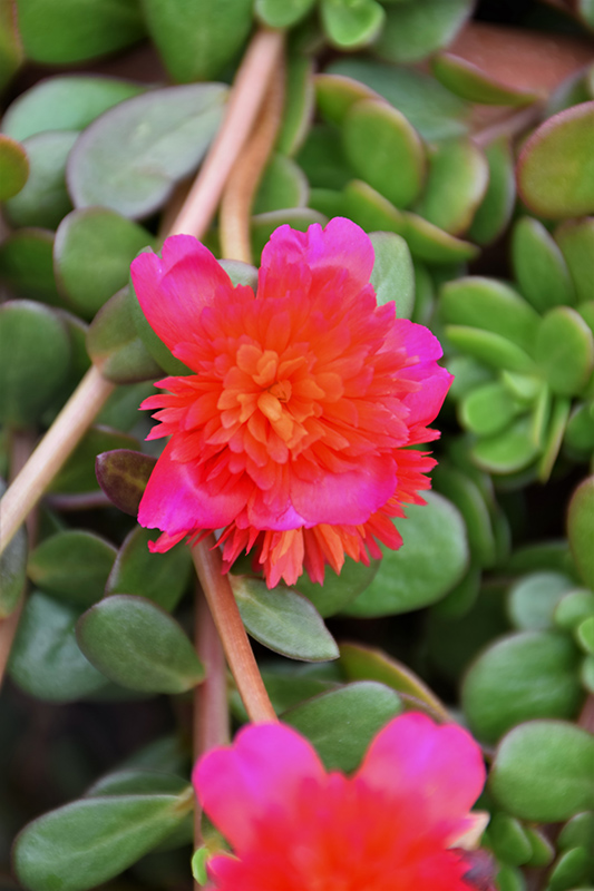 Portulaca, Colorblast Double Magenta