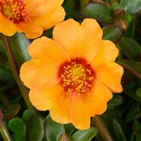 Portulaca, Pazzaz Nano Mango