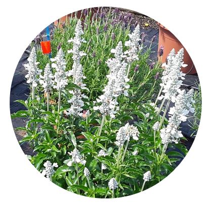 Salvia, Sallyfun Pure White