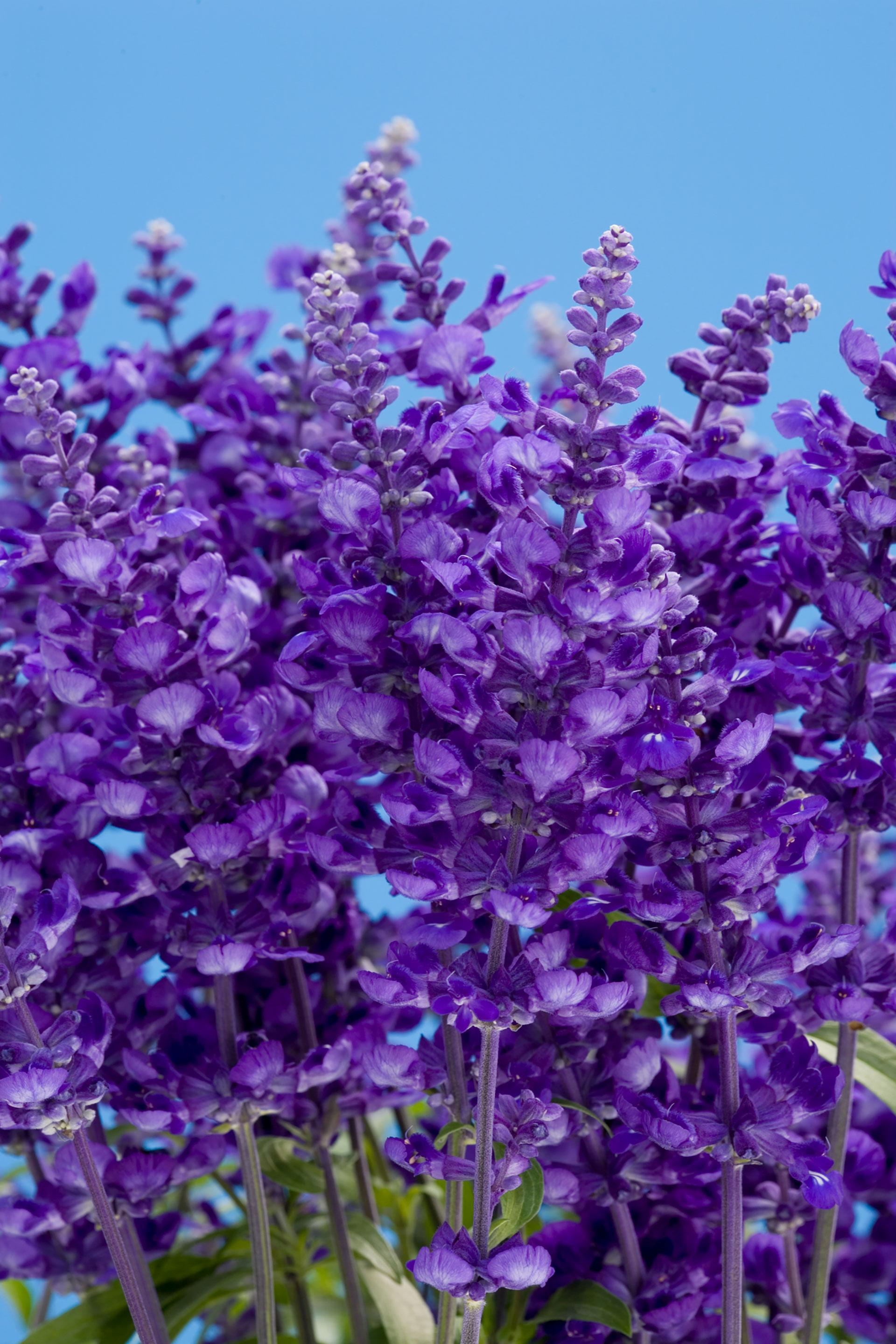 Salvia, Cathedral Deep Blue