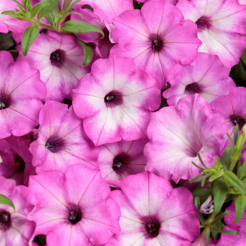 Petunia, Supertunia Tiara Pink