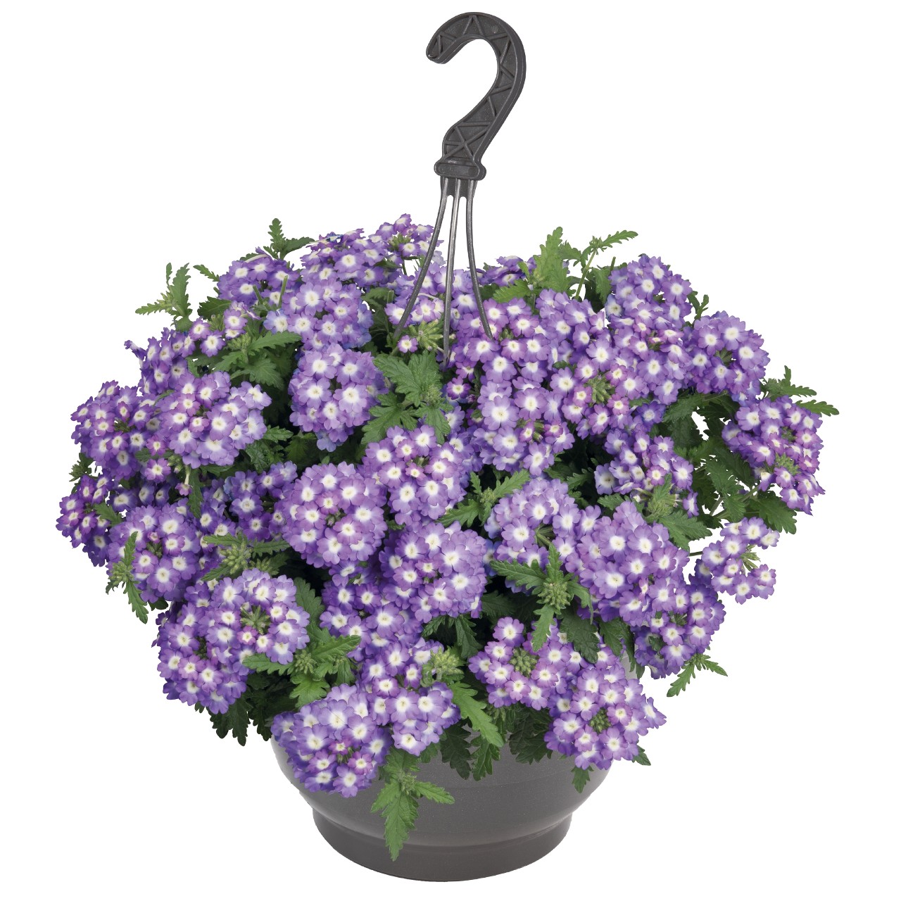 Verbena, Empress Sun Lavender Charme