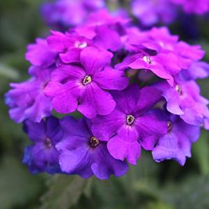 Verbena, Empress Sun Violet