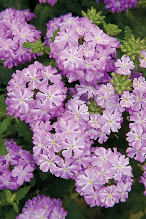 Verbena, Lanai Lavender Star