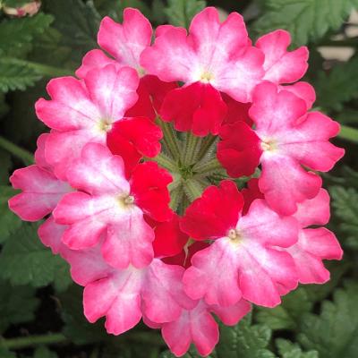 Verbena, Lanai Twister Hot Lips