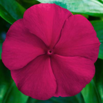 Vinca, Blockbuster Crimson