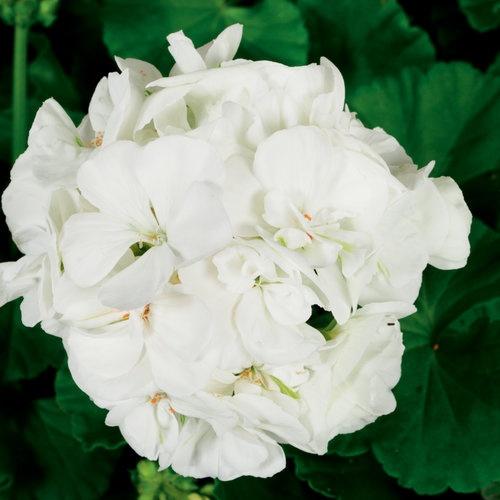 Geranium, Americana White