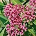 Asclepias (Butterfly Weed), Soulmate
