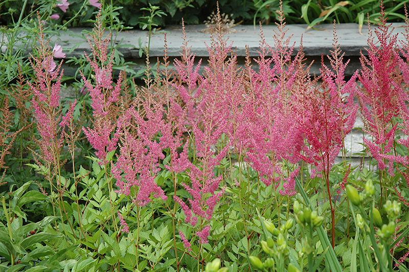 Astilbe, Visions in Pink