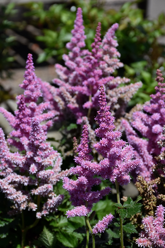 Astilbe, Visions in Purple