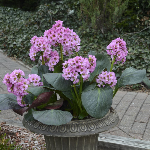 Bergenia, Miss Piggy