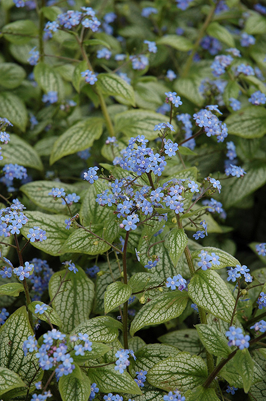 Brunnera, Silver Heart