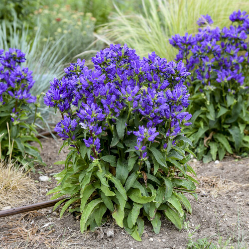 Campanula (Bell Flower), Bells & Whistles