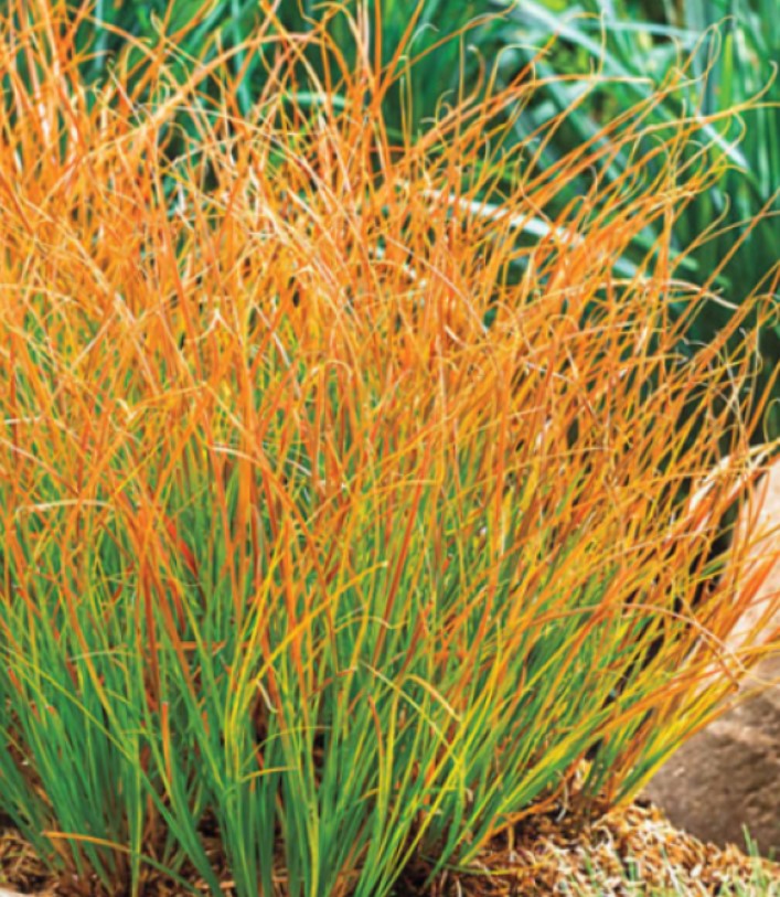 Carex, Prairie Fire