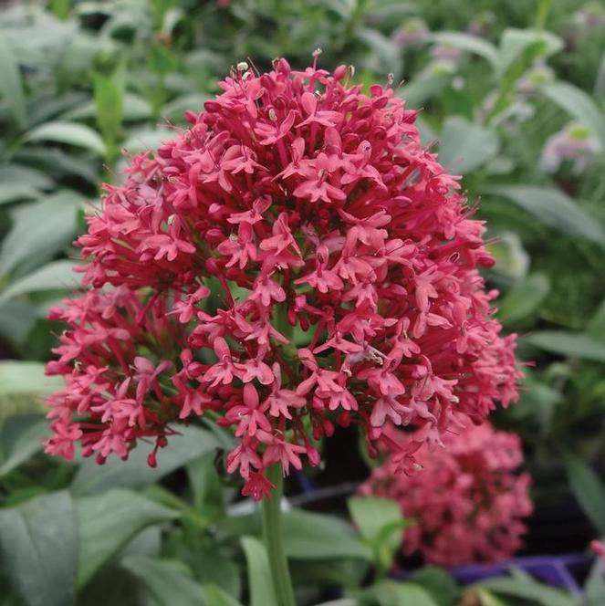 Centranthus, Pretty Betsy