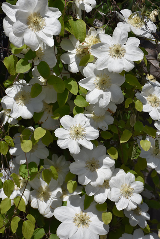 Clematis, Guernsey Cream