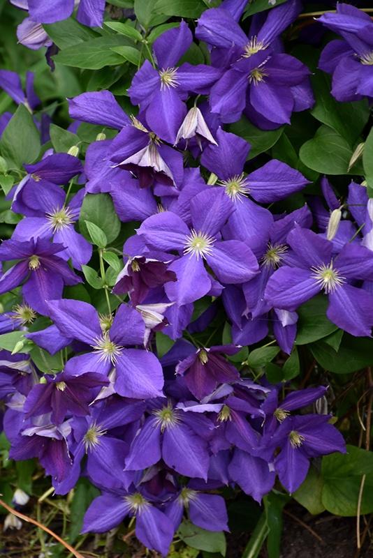 Clematis, Jackmanii