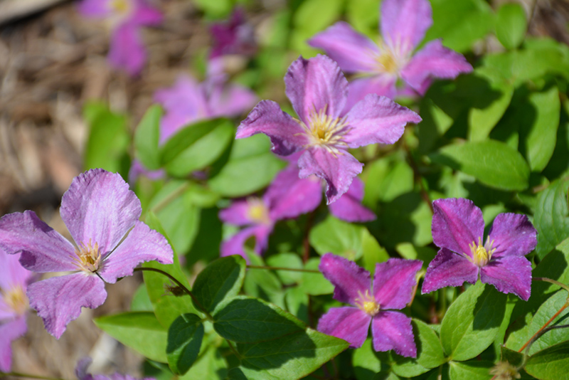 Clematis, Jolly Good