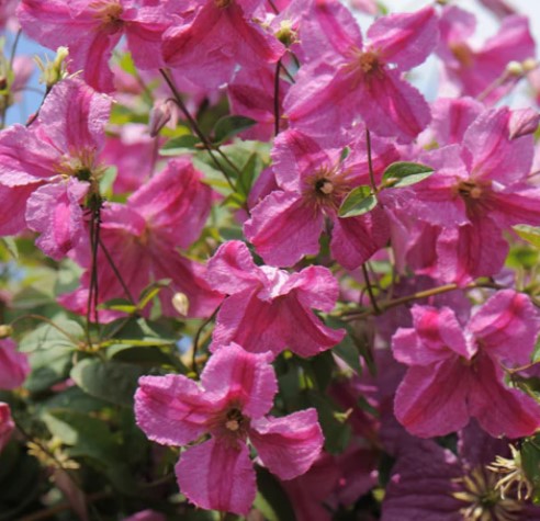 Clematis, Pink Mink