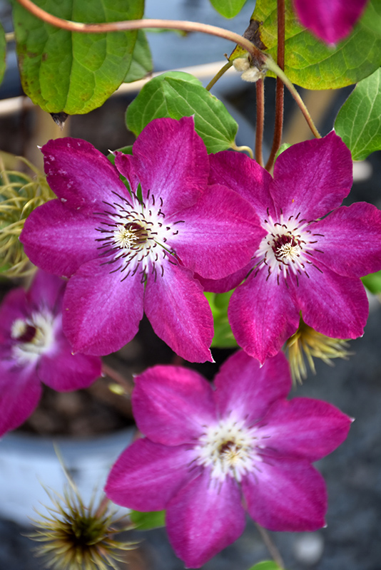 Clematis, Viva Polonia