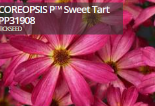 Coreopsis (Tick Seed), Sweet Tart