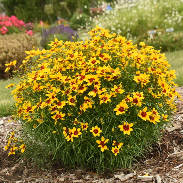 Coreopsis (Tick Seed), Golden Needles