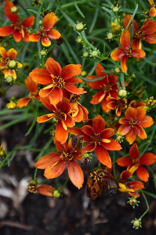 Coreopsis (Tick Seed), Sizzle and Spice Crazy Cayenne