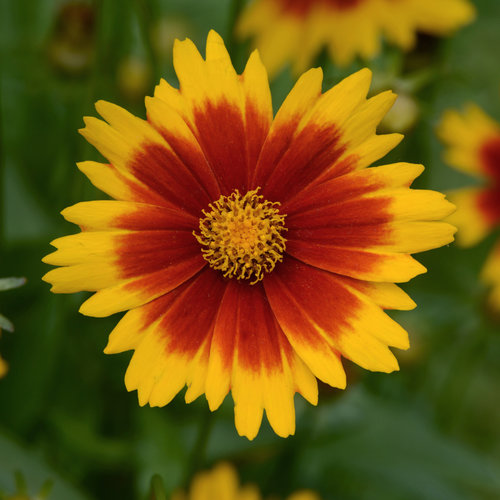 Coreopsis (Tick Seed), Uptick Gold & Bronze