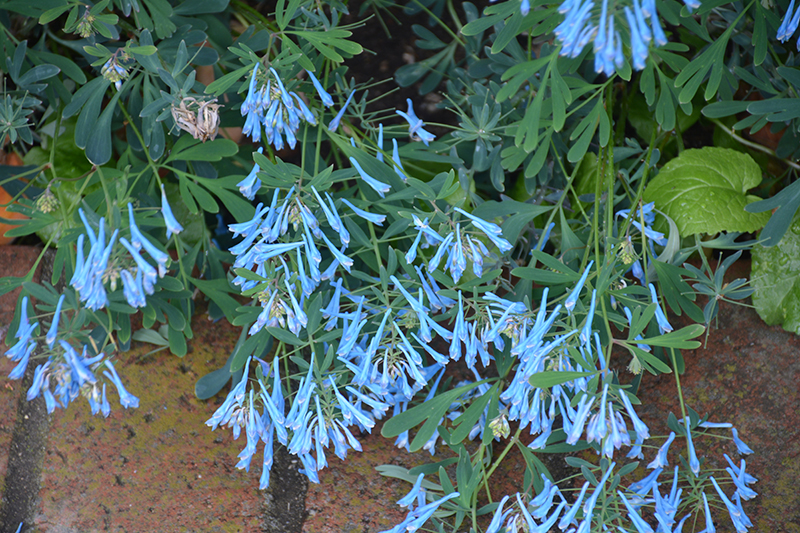 Corydalis, Porcelain Blue