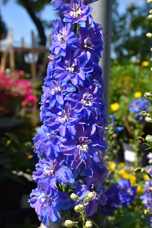 Delphinium, Guardian Blue