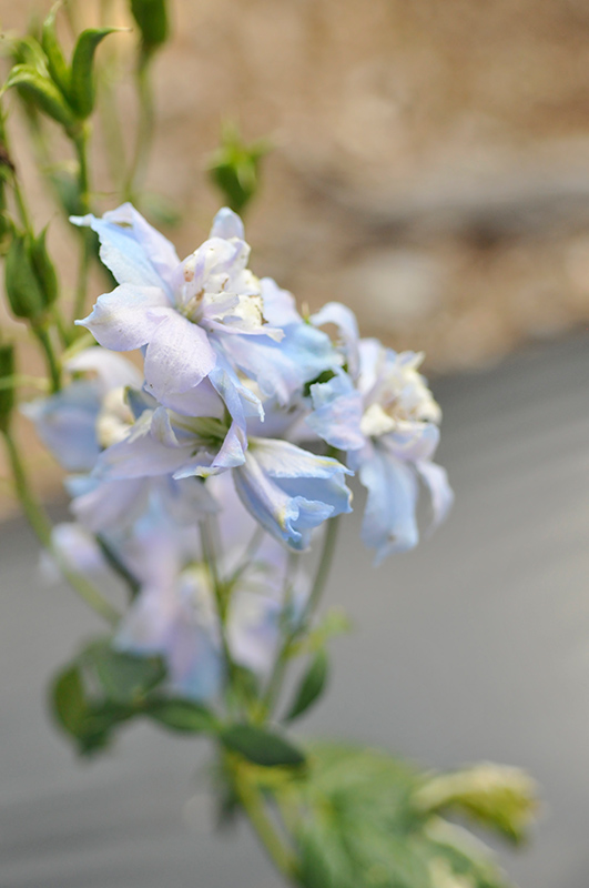 Delphinium, Magic Fountain Sky Blue & White