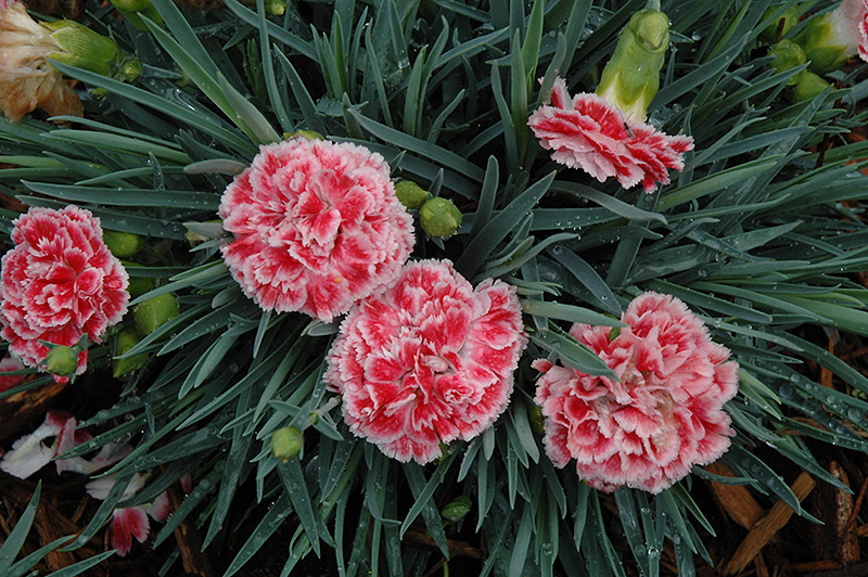 Dianthus, Coral Reef
