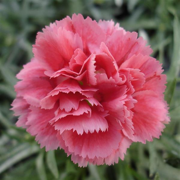 Dianthus (Pinks), Super Trouper