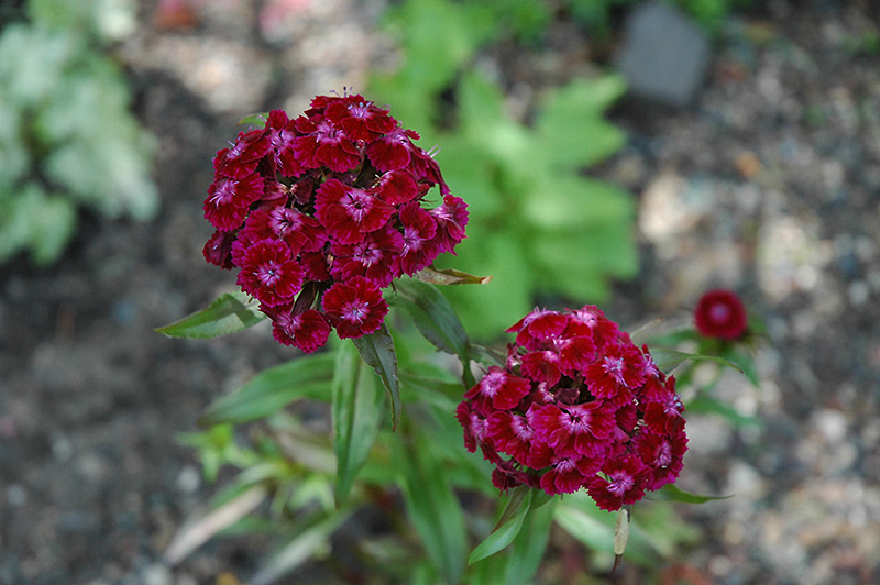 Dianthus (Pinks), Sweet William