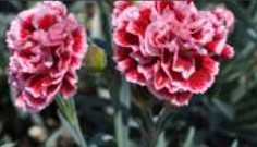 Dianthus (Pinks), Tall Sugar Plum