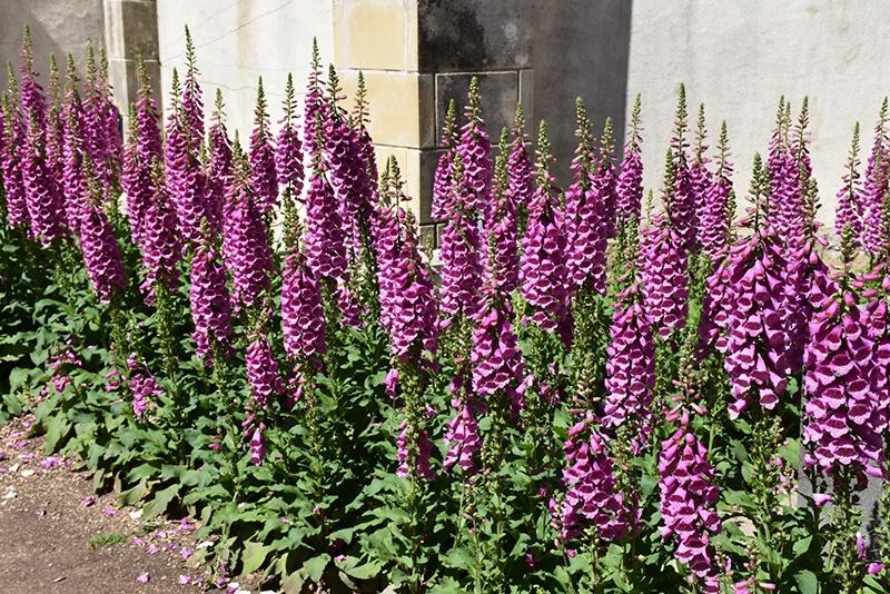 Digitalis (Foxglove), Camelot Rose