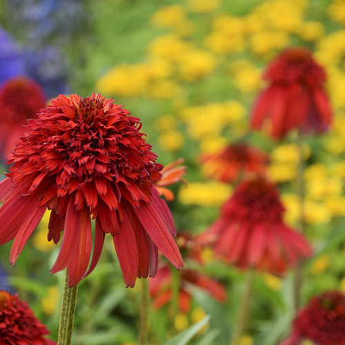 Echinacea (Coneflower), Hot Papaya