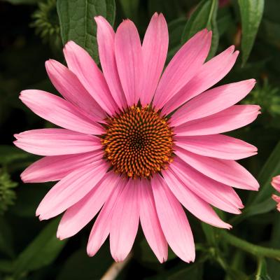 Echinacea (Coneflower), Prairie Splendor