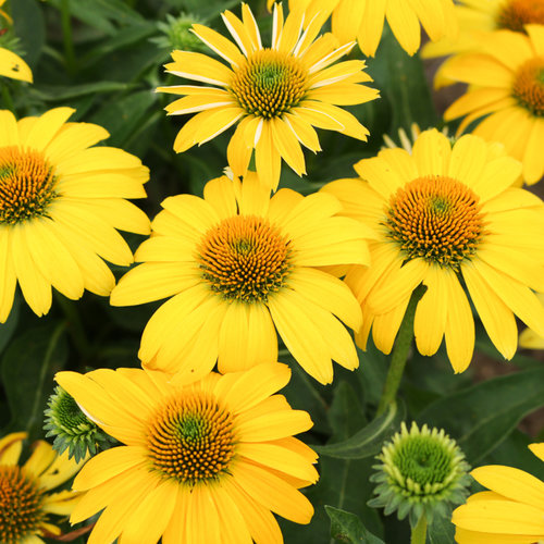 Echinacea (Coneflower), Sombrero Lemon Yellow