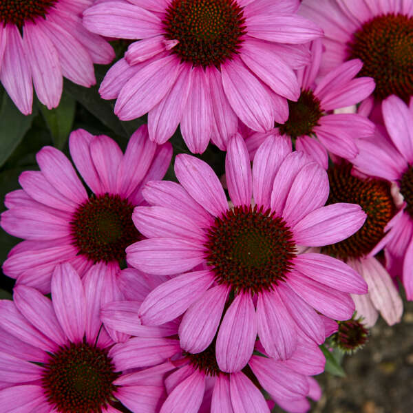 Echinacea (Coneflower), The Fuchsia is Bright