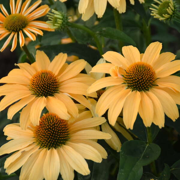Echinacea (Coneflower), One in a Melon